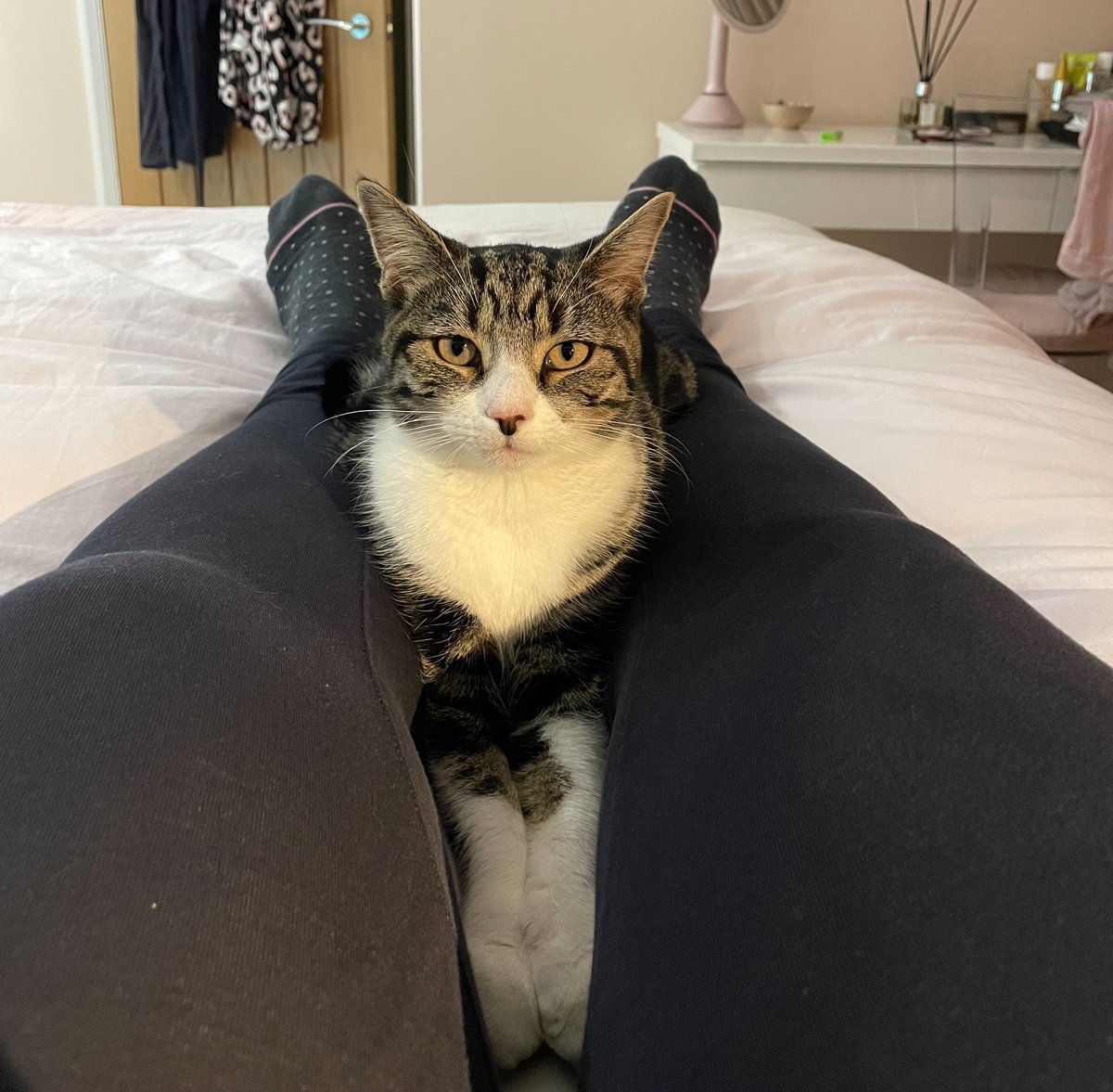 DottyOils's tweet photo. Barbara: May I help you?
#cat #CatsOfTwitter #moggie #mayihelp #areyoulookingatme #gawjuss #beautiful https://t.co/XiuOPJ99yS