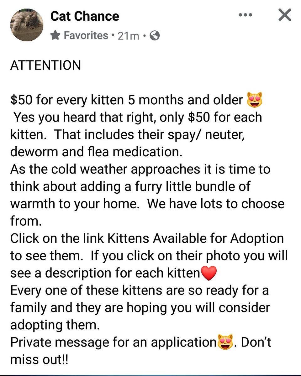 CatChanceSarnia's tweet photo. Please message Cat Chance on Facebook (link in bio), if you're interested in adopting a kitten. ❤🐱🐾 https://t.co/6tS0QZoSul