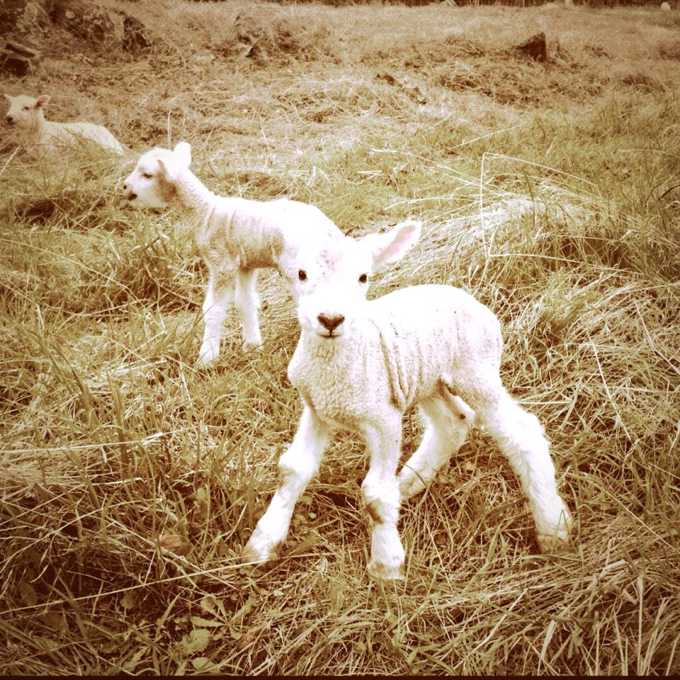 flyingmulefarm's tweet photo. Hey Sheep Tweeps! @hnw2 and I are kicking off a fun PhotoVoice project - Sheep and Shepherds in the 21st Century! If you raise sheep, we want to hear from you! Where do sheep fit in the modern world?

DM me for details! https://t.co/oLD5foHLZU