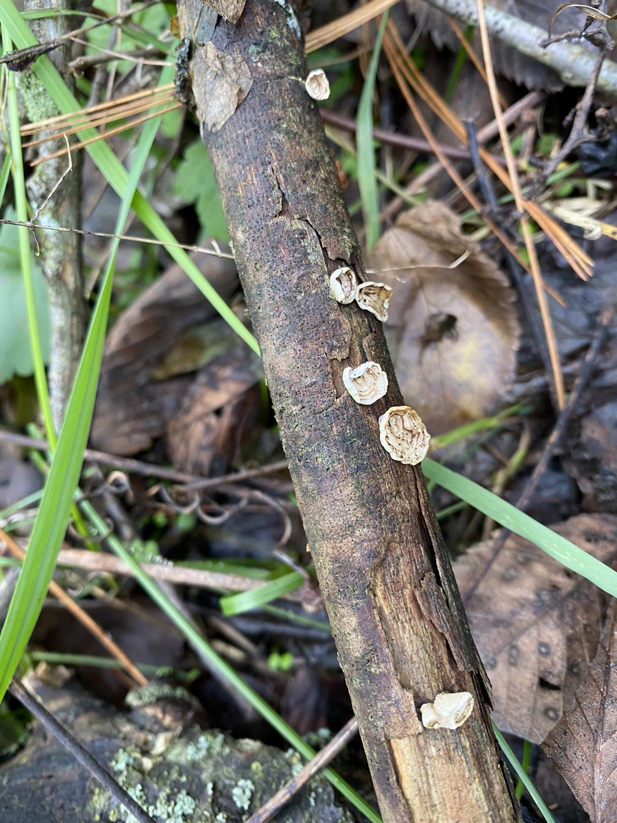 polyporesandmo1's tweet photo. Poronidulus conchifer, little nest fungi https://t.co/1jNMSJbAvh