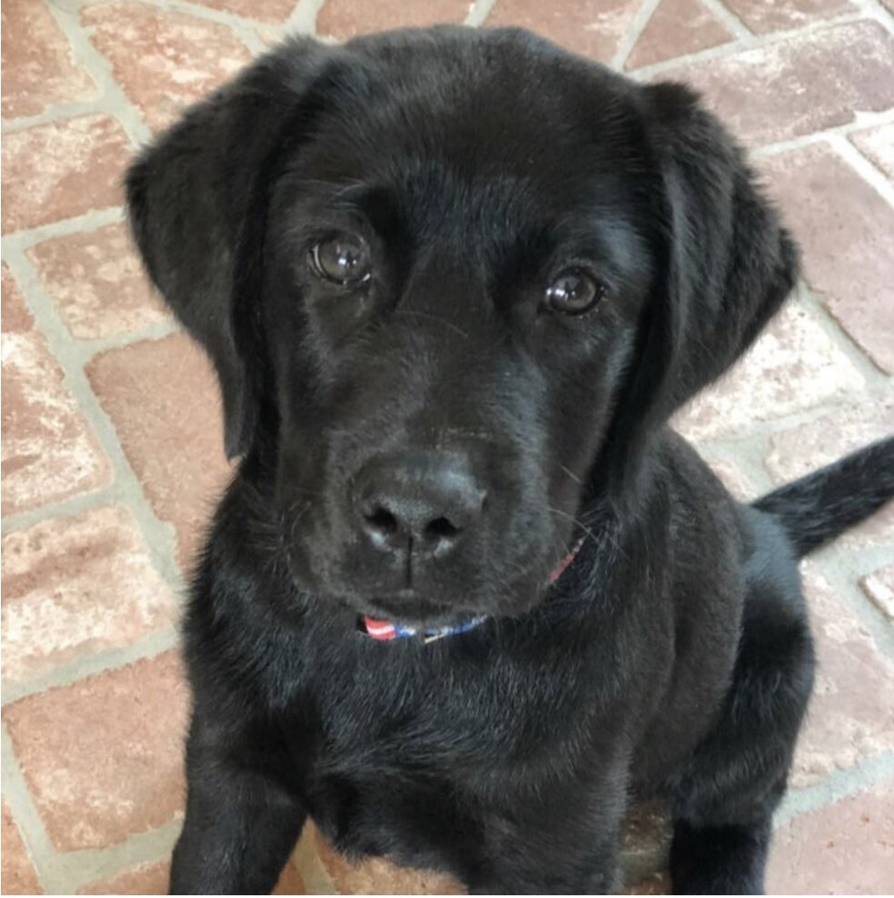 FreedomDogsOrg's tweet photo. Monday Meet Up ft. Freedom Dog Libby 🐕‍🦺

Libby is a black female Lab Retriever who joined Freedom Dogs on April 24, 2018. She has a gentle, thoughtful demeanor and is able to overcome any adversity that is thrown in her path. https://t.co/15ujPSoknX