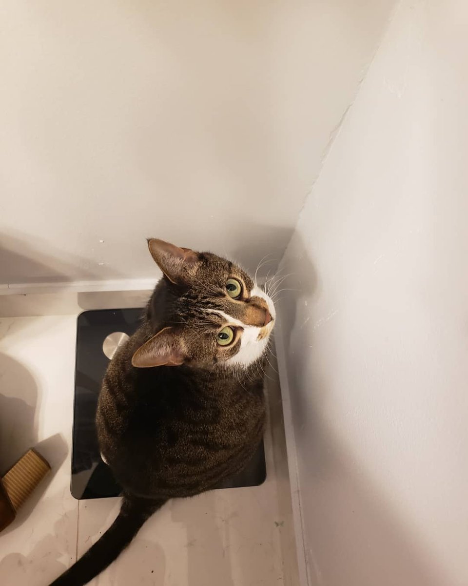NovaOrionshow's tweet photo. "I stood on mommas scale and she said that it said I was purrrfect. Do you thinks she was lying."-Nova #catsoftwitter #catsofinstagram #novaandorionshow #nova #realmeanlovecats #cats #greeneyekitty #catlook #catlover #cateye #purfect #purrfect #catsiblings #weightloss #smallkitty https://t.co/ZMMyTreZcA