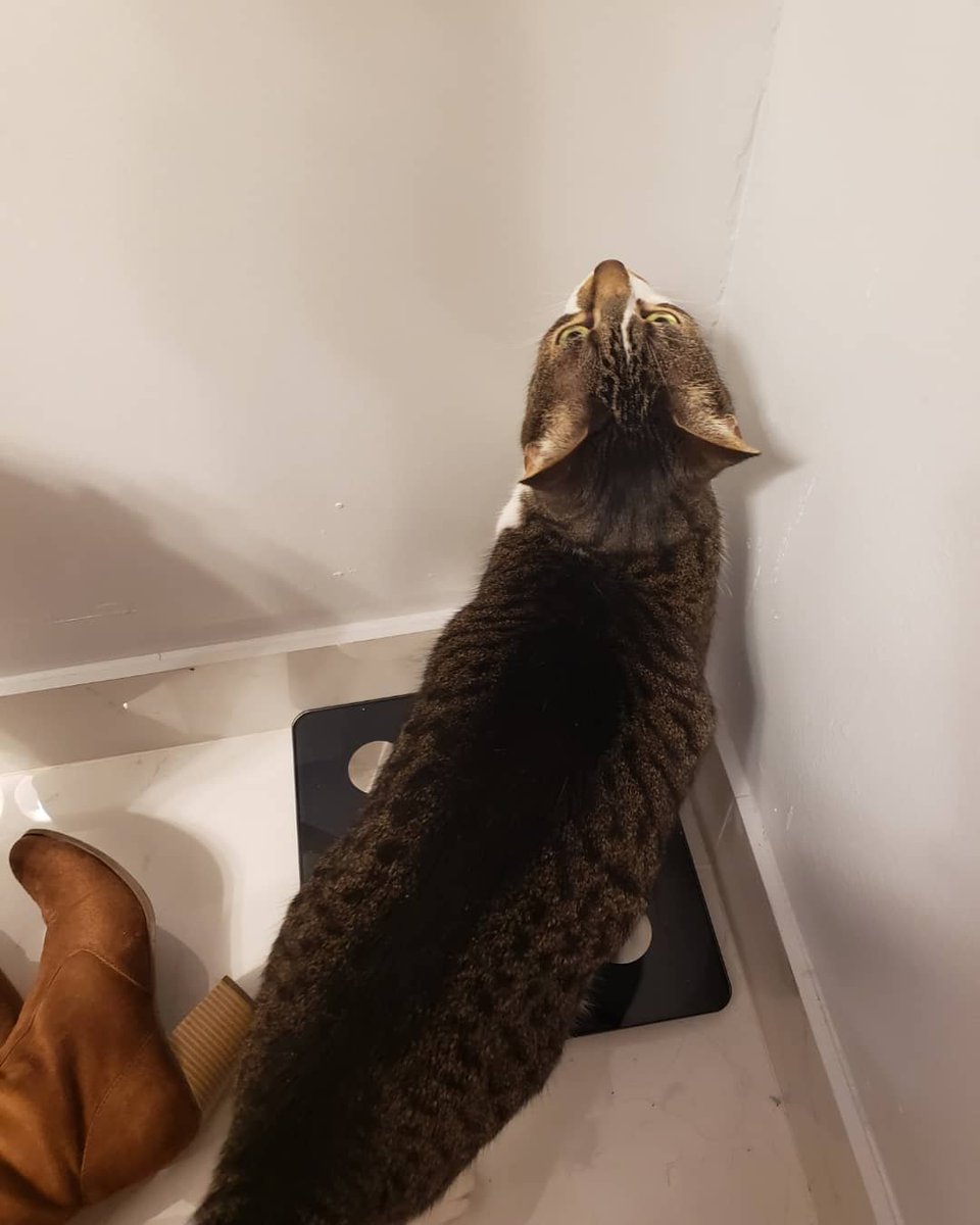 NovaOrionshow's tweet photo. "I stood on mommas scale and she said that it said I was purrrfect. Do you thinks she was lying."-Nova #catsoftwitter #catsofinstagram #novaandorionshow #nova #realmeanlovecats #cats #greeneyekitty #catlook #catlover #cateye #purfect #purrfect #catsiblings #weightloss #smallkitty https://t.co/ZMMyTreZcA