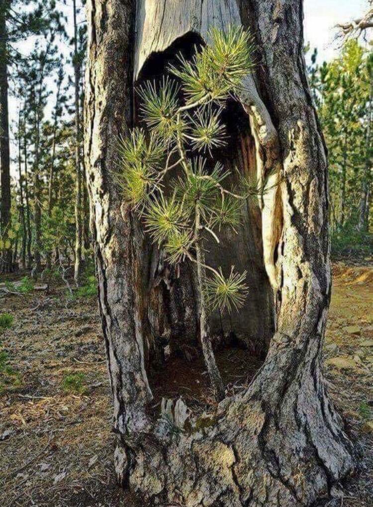 La vida se abre paso!