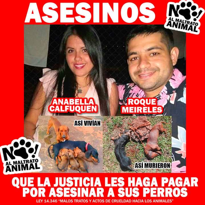 Mel1sandree's tweet photo. Conozcan las caras de estos ASESINOS.
Estas "personas" tienen un criadero clandestino, al saber que sus "máquinas de producción" estaban enfermas, decidieron asesinarlas de la forma en que muestran las imágenes.
Si no hay justicia legal, que haya justicia social. DIGAMOS BASTA. https://t.co/nAd1mGZKKd