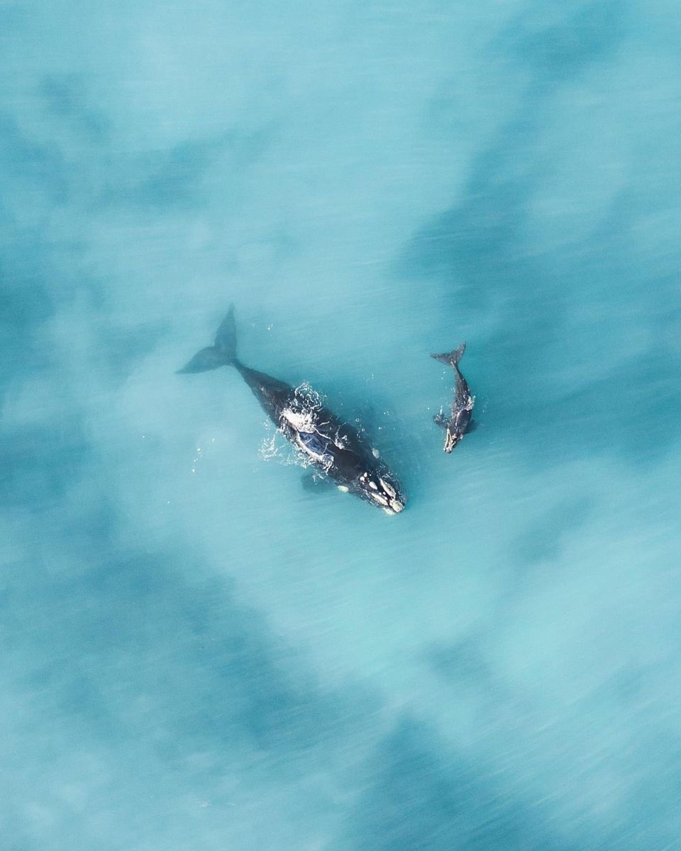 earth's tweet photo. A mother and her calf in Australia ✨ https://t.co/98HHK8Ts0s