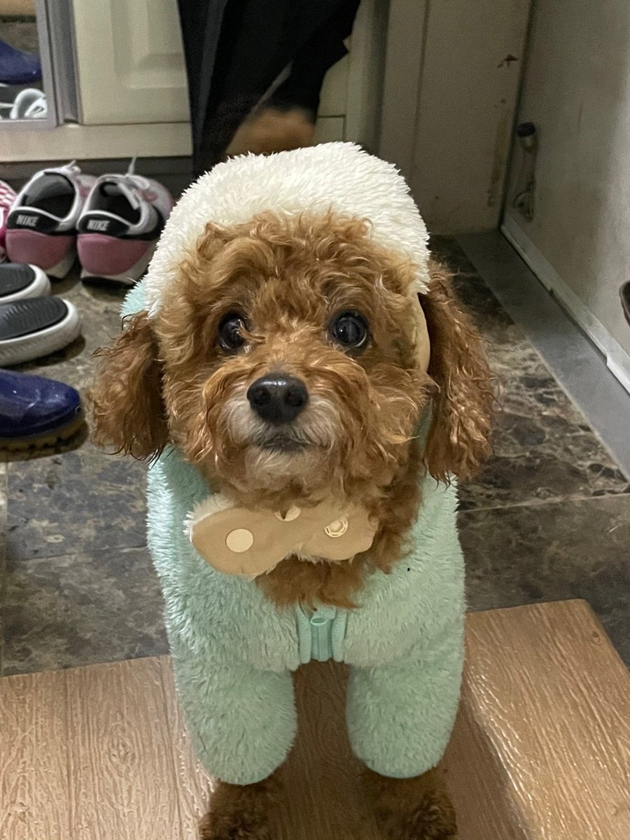 윤짜장, 영롱한 눈빛 보거라.울집 막내다.너거 토리보다 수억배 영리하다