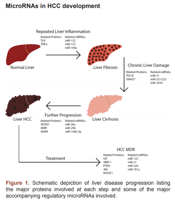Landmark_IMR's tweet photo. Welcome to read the paper in Frontiers in Bioscience-Landmark:
Role of microRNAs in the development of hepatocellular carcinoma and drug resistance, by Deepak Kumar
https://t.co/ZvzNdEWxji
#Hepatocellular_Carcinoma #microRNAs #Drug_Resistance #Cancer_Progression #Cell_Survival https://t.co/CIpK6k0k37