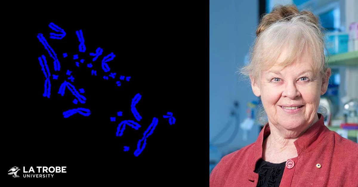 latrobe's tweet photo. An 'astonishing' scientific discovery has uncovered the existence of #microchromosomes — the building blocks of all animal genomes.
Acclaimed geneticist @ProfJennyGraves says the findings highlight the need to rethink how we view the human genome. https://t.co/8xlzmY1Kge https://t.co/DnBgiICC7Y