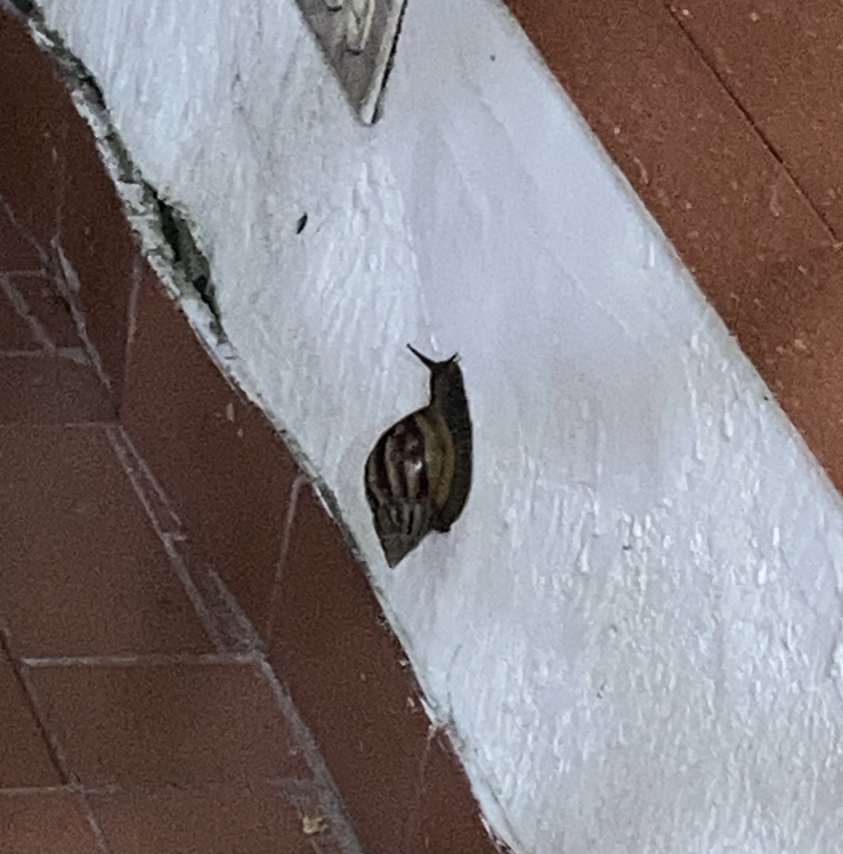 fabyne's tweet photo. Hay una plaga de estos caracoles en mi calle, en mi casa ya hemos encontrado 8 y otros tantos en otras casas @Bquillaverde @CRAUTONOMA necesitamos apoyo para erradicar esta plaga https://t.co/BRGLqNEHAJ