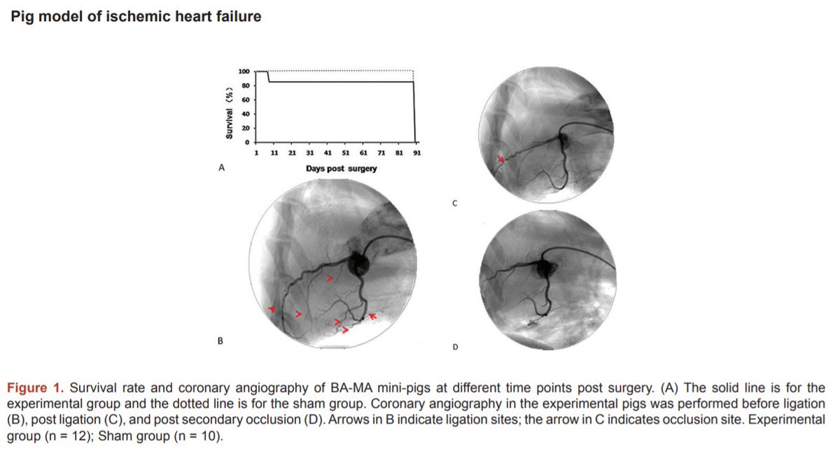 Landmark_IMR's tweet image. Welcome to read the paper in Frontiers in Bioscience-Landmark:
Structural, functional and histological features of a novel ischemic heart failure model, by Yue Tang
fbscience.com/Landmark/artic…
#Chronic_Heart_Failure #Coronary_Ligation #Animal_Model #Miniature_Pig