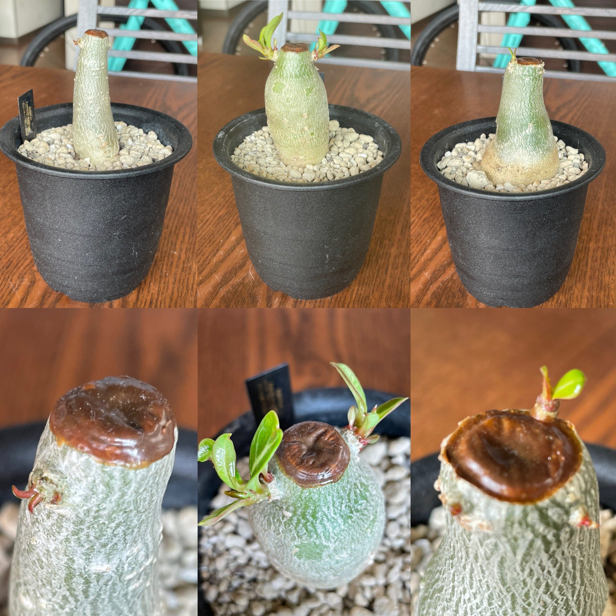 Yayoo おうちアデニウム紹介 ๑ W ฅ 胴切りしてやっと ฅwฅ 挿し木も根付いたかな Adenium Adeniumarabicum Adeniumobesum アデニウム アデニウムアラビカム アデニウムオベスム アデニウム胴切り アデニウム剪定 T Co