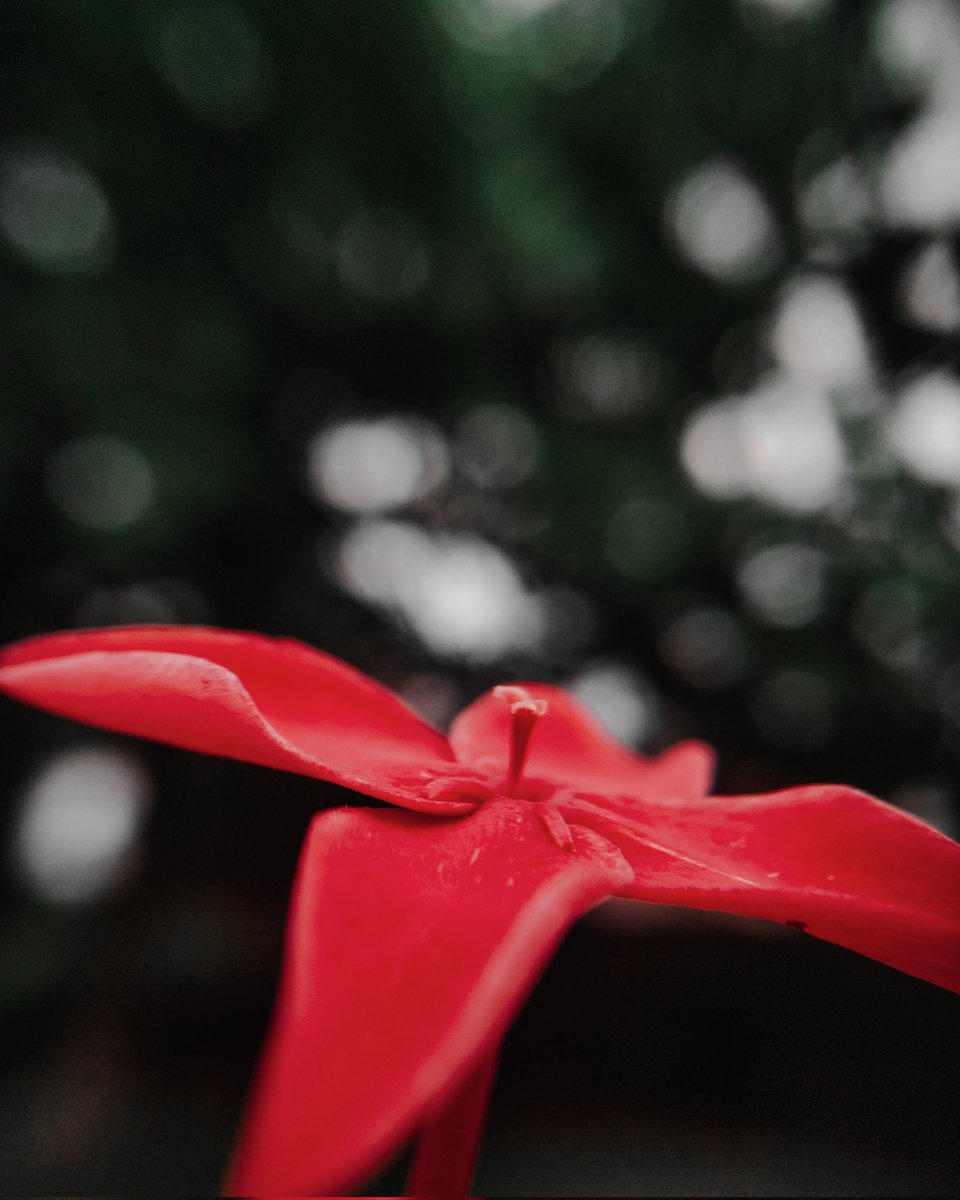 abinashxb's tweet photo. Macro👽,
@OPPOIndia 
.
.
#mobilephotography 
#macro
#bokeh #Flowers #moody https://t.co/2S1SrYo9Cm