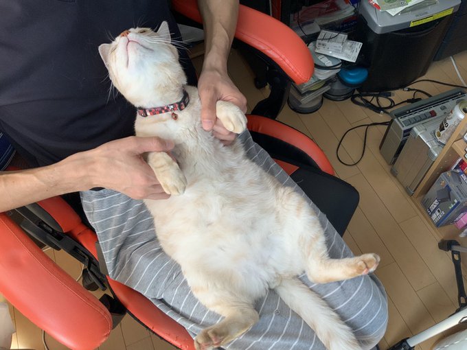 昨日とーちゃんと一緒にお風呂に入ってご満悦なユキマルと、定位置にいるハナコとサンゴ。 