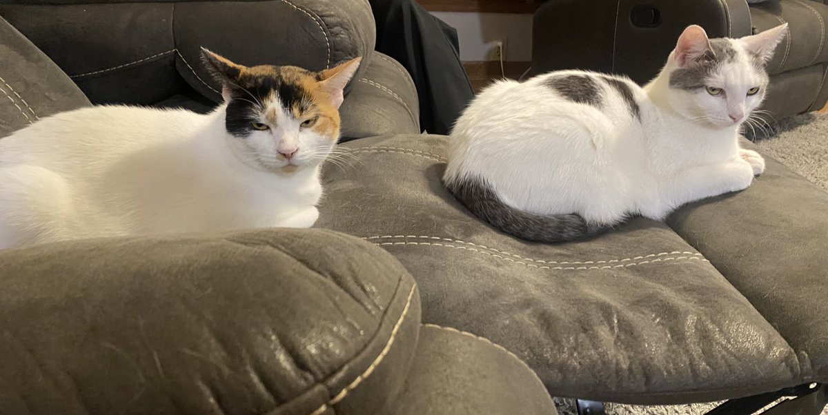 PurrfectPaws4's tweet photo. Two loafing kitties #kittyloafmonday #CatsOfTwitter https://t.co/o050hluuyj