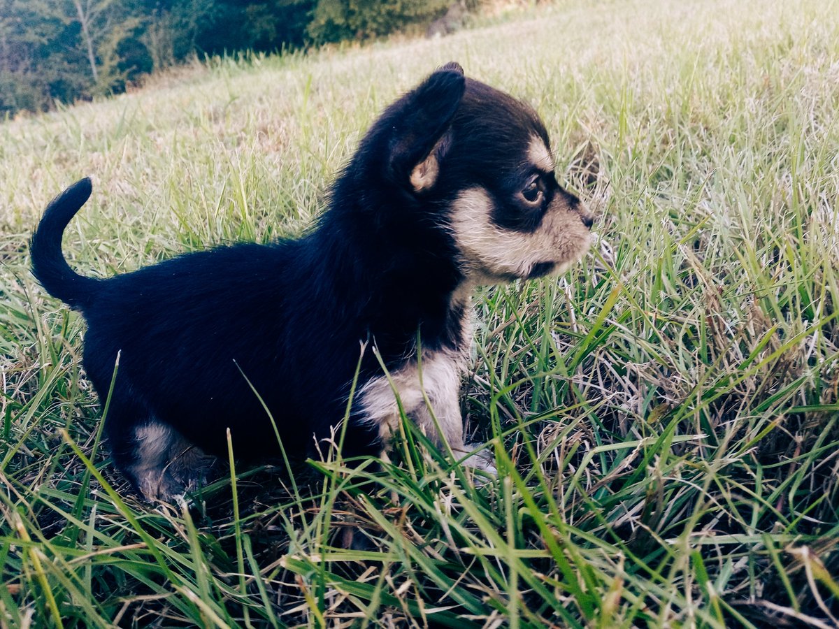 HedonisticMuse's tweet photo. Meet Walter you guys ❤️ ive hit peak white woman after blowing all of my money on puppy pajamas and a wearable Carrie. https://t.co/90JIfmOQU6