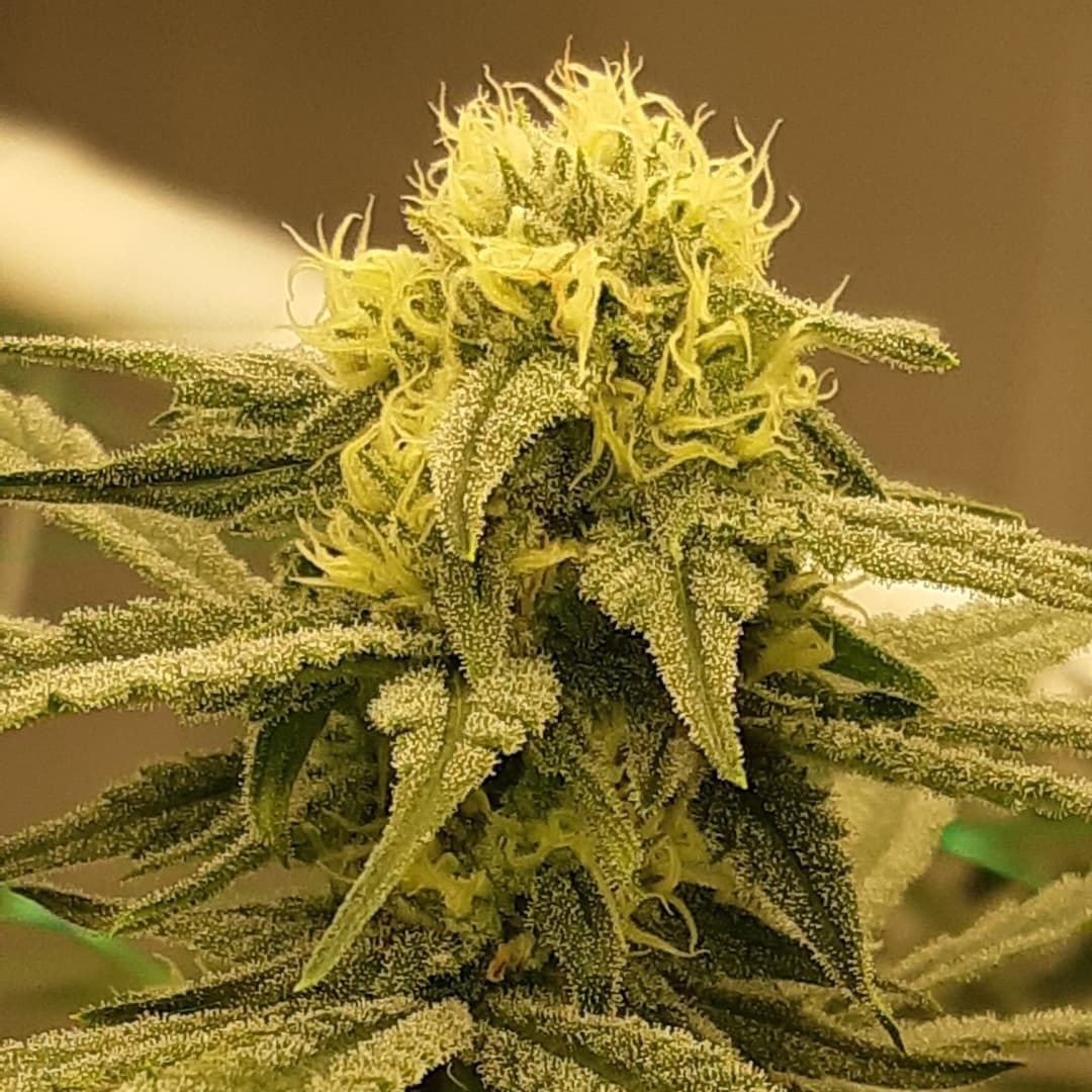 GeeklightC's tweet photo. Beautiful girls grow under Geekbeast Pro
https://t.co/g6e0iXGpR8
#geeklight #GeekBeast #geekbeastpro #geekbeast630 #ledgrow #ledgrown #ledgrowlights #ledgrowlight https://t.co/WBEjt9h2tC