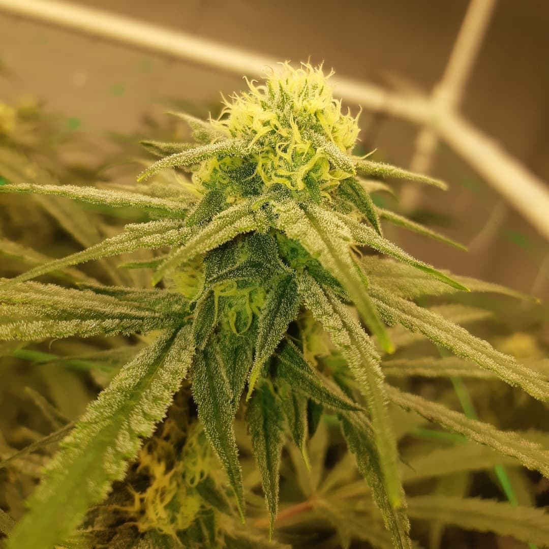 GeeklightC's tweet photo. Beautiful girls grow under Geekbeast Pro
https://t.co/g6e0iXGpR8
#geeklight #GeekBeast #geekbeastpro #geekbeast630 #ledgrow #ledgrown #ledgrowlights #ledgrowlight https://t.co/WBEjt9h2tC