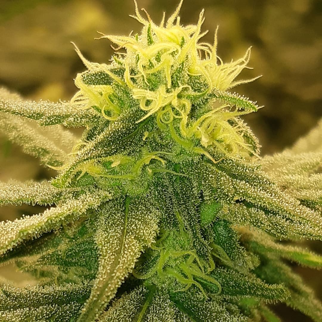 GeeklightC's tweet photo. Beautiful girls grow under Geekbeast Pro
https://t.co/g6e0iXGpR8
#geeklight #GeekBeast #geekbeastpro #geekbeast630 #ledgrow #ledgrown #ledgrowlights #ledgrowlight https://t.co/WBEjt9h2tC