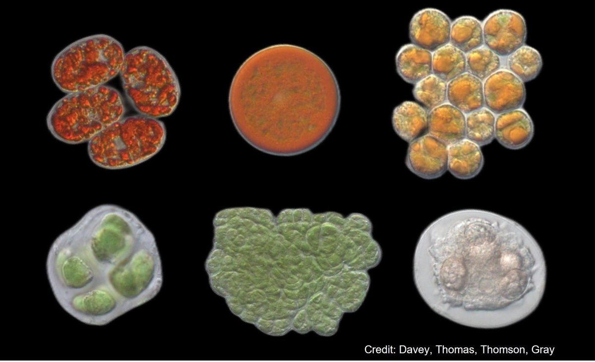Dr Matt Davey (@scienceisnotfun) on Twitter photo PhD project advertised on "Life at the limits – algal physiology under extreme conditions" with me and <a href="/CharlesCockell/">Charles Cockell</a> under the <a href="/e3dtp/">E4 Doctoral Training Partnership</a> programme run by Edinburgh Uni and <a href="/SAMSoceannews/">Scottish Association for Marine Science</a> how to apply here: ed.ac.uk/e4-dtp/how-to-… PhD project advertised on "Life at the limits – algal physiology under extreme conditions" with me and <a href="/CharlesCockell/">Charles Cockell</a> under the <a href="/e3dtp/">E4 Doctoral Training Partnership</a> programme run by Edinburgh Uni and <a href="/SAMSoceannews/">Scottish Association for Marine Science</a> how to apply here: ed.ac.uk/e4-dtp/how-to-…
