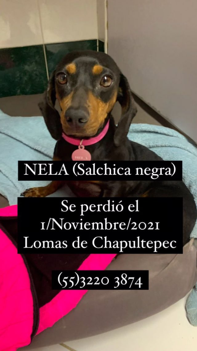 Animalistalomas's tweet photo. El Paseador de mi perrita perdió a NELA. Es una salchicha negra con un collar blanco y negro. No trae placa y se le extravió en el parque de la barranca. Por favor ayúdenme @lomasvir @cclomaschapulte @PPDUmx @LOMAS_ @rescatbarrancas @LoMasChap @MorenaMia25 @PrrosPerdidosMX https://t.co/h44RfiNhWW