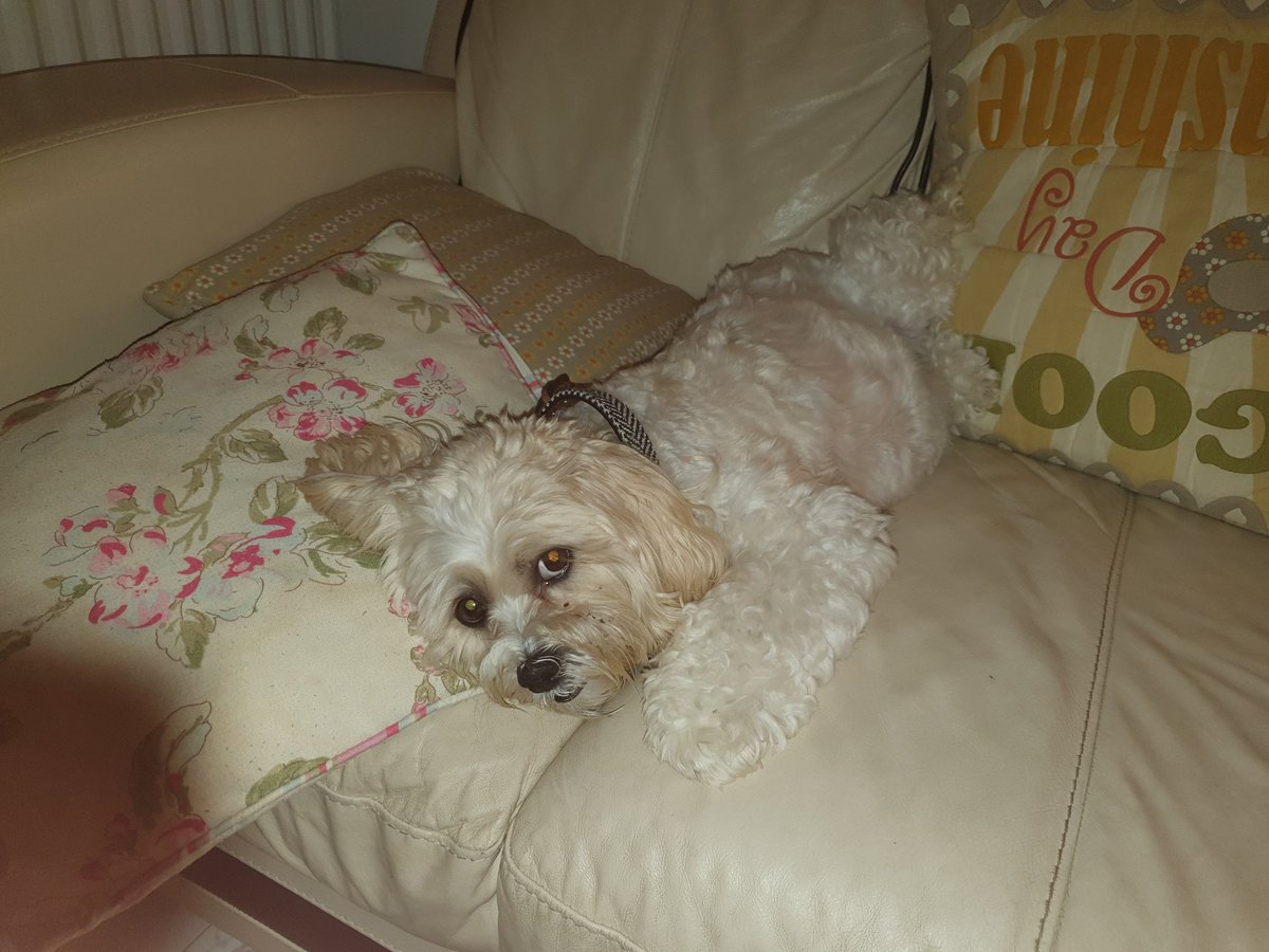 //someone want to explain to my dog that he's not normal?