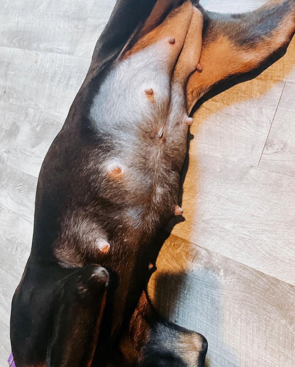 thearrc_nlb's tweet photo. Our sweet Rosey is scheduled to be spayed on 11/23, however she decided to go a different route &amp; surprise us🥴 Any support with her wishlist items &amp; funding for all of their vetting is appreciated.
Amazon wishlist in bio! 

https://t.co/o6oKBU1fzw
Venmo - @thearrc https://t.co/yz2xIFzKE6