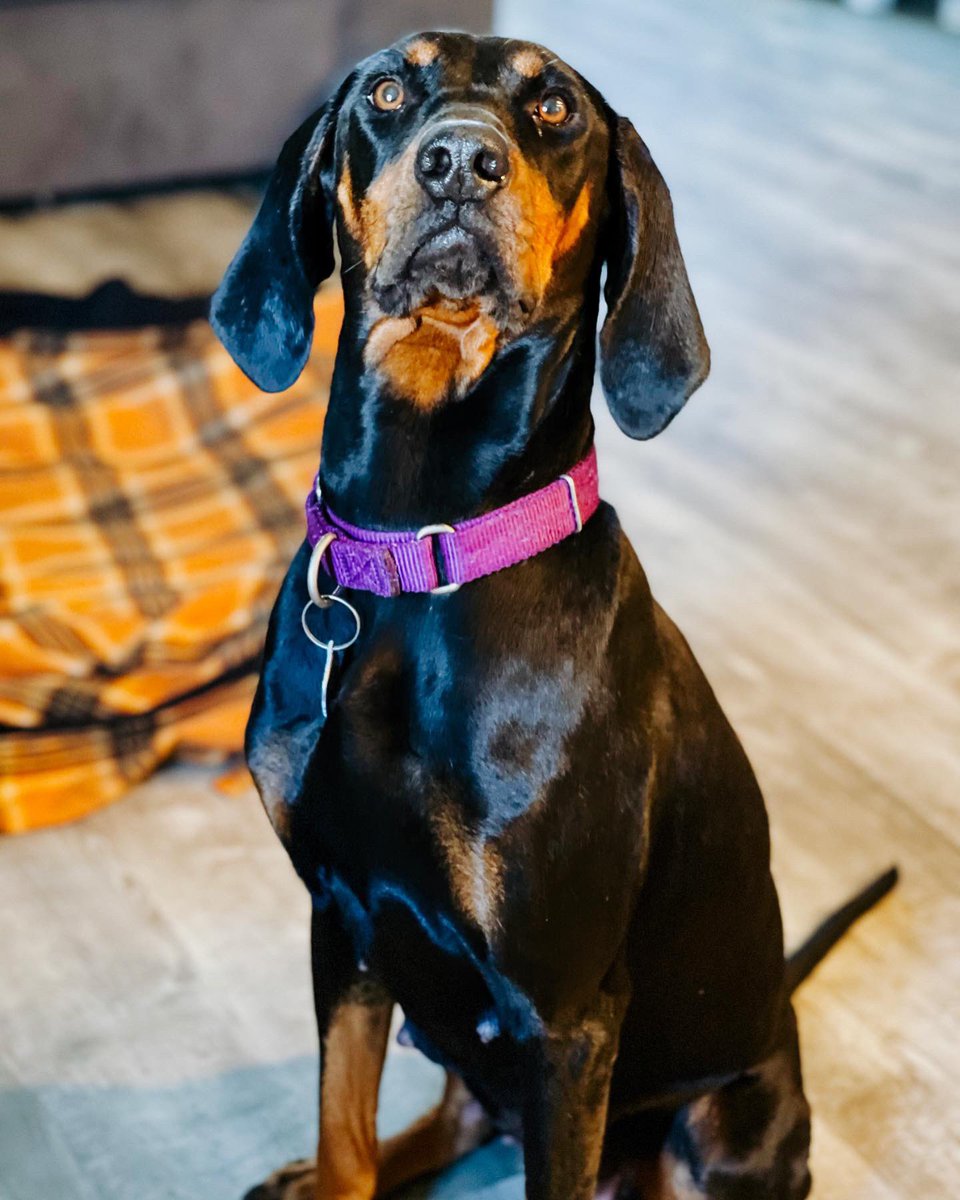 Our sweet Rosey is scheduled to be spayed on 11/23, however she decided to go a different route &amp; surprise us🥴 Any support with her wishlist items &amp; funding for all of their vetting is appreciated.
Amazon wishlist in bio! 

PayPal.me/thearrc
Venmo - <a href="/thearrc/">TheARRC.com</a>