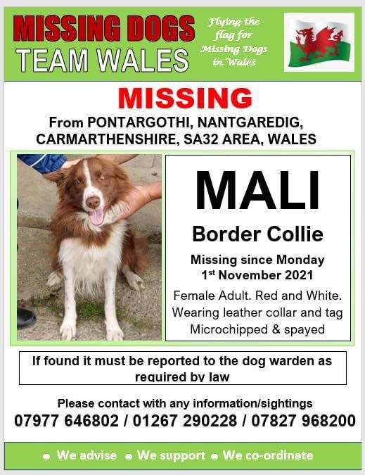 colliesontherun's tweet photo. 🔺MALI BOLTED THIS MORNING AND NOT BEEN SEEN SINCE 
🔺#PONTARGOTHI, #CARMARTHENSHIRE, #SA32 area WALES
Spayed and chipped/collar/ID tag
‼️Pls ring the number on poster with any info or sightings TY 

https://t.co/G6R00yFaX1

@ruthwill64 @bs2510 @AlanDaffern 
@gelert01 @4ourdogs https://t.co/l65qDVO8mw