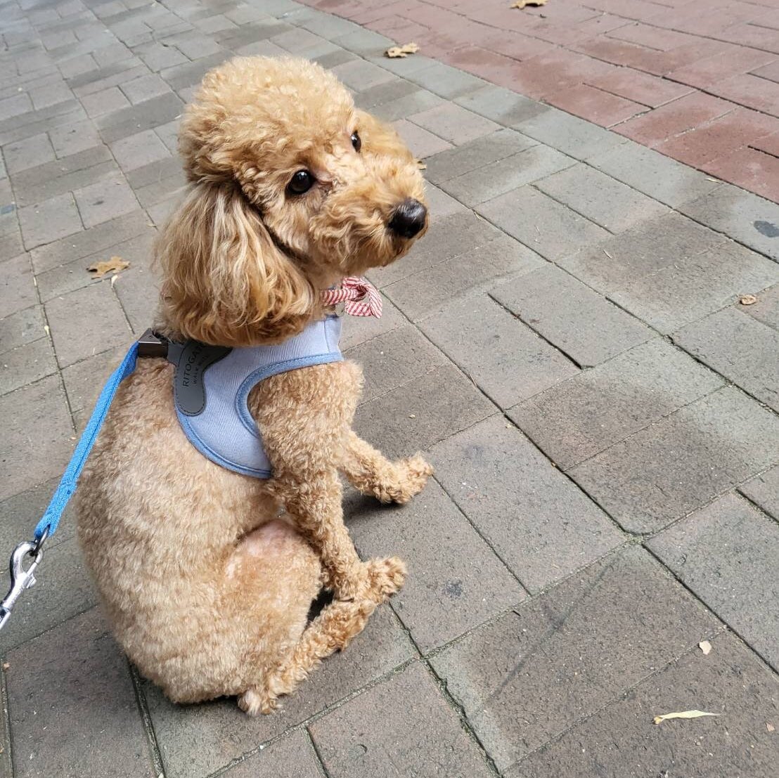 SF9_honyaku's tweet photo. 211101 コンカ

「うちのジャモン」

かわいいでしょ？？🙂

グンナイ

#SF9 #ヨンビン #영빈 https://t.co/kYlhnhFW14