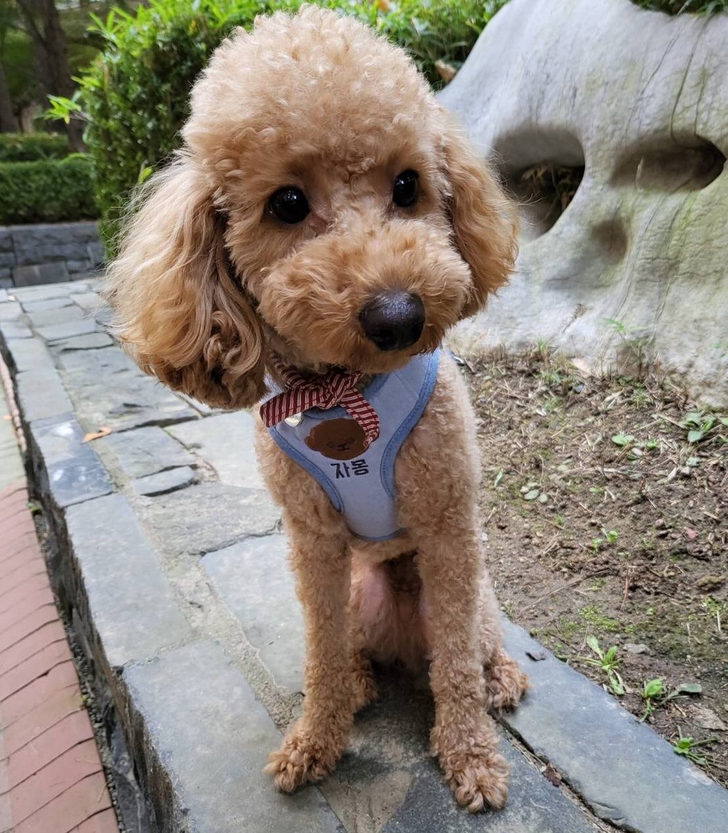 SF9_honyaku's tweet photo. 211101 コンカ

「うちのジャモン」

かわいいでしょ？？🙂

グンナイ

#SF9 #ヨンビン #영빈 https://t.co/kYlhnhFW14