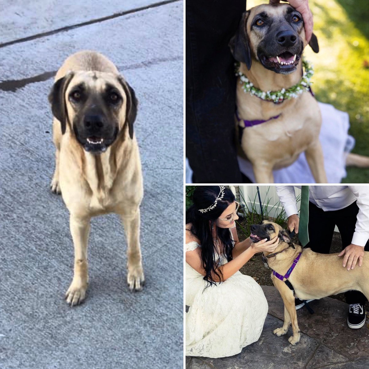 From backyard girl, to best girl🤍 
#blackmouthcur #Texasrescue