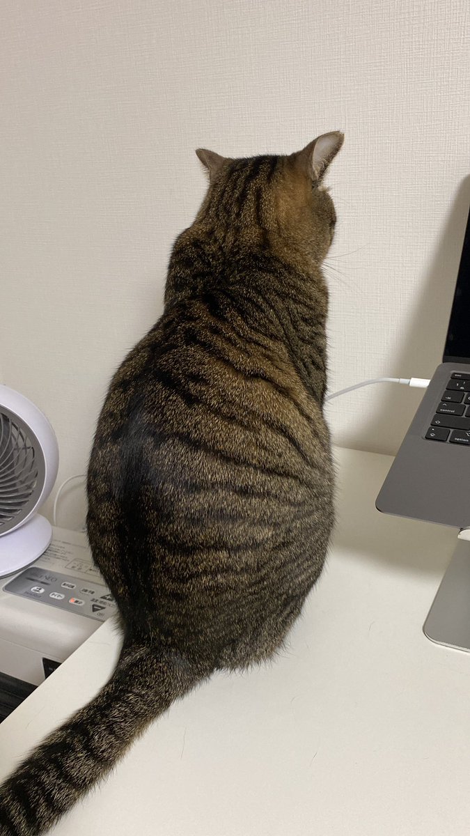 猫吸いしたい - অনুসন্ধান / X