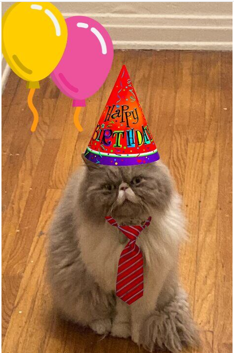 AmyDresner's tweet photo. In other news, despite the last 6 months being VERY bumpy healthwise for my baby, it's Colonel Puff Puff's 5th birthday and he's doing better than ever. All hail the Puff!!! #tunaforeveryone #furbaby #colonelpuff #kittybirthday #mylove #myrock https://t.co/wfnoD8XvCJ