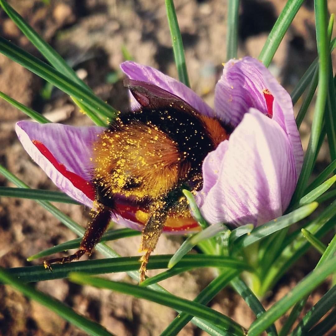 8BillionTrees's tweet photo. This little guy ate too much and passed out in his food.
Bees are very important because they pollinate food crops. In fact, it's said they are so important that humans would not be able to live without bees.
#8billiontrees #conservation #savetheplanet #savetheearth https://t.co/TI5JR66cIA