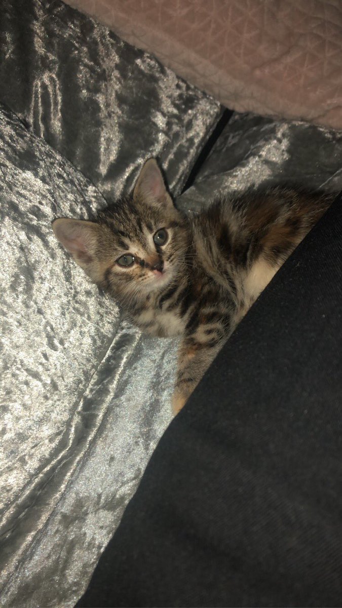 We got a kitten💗