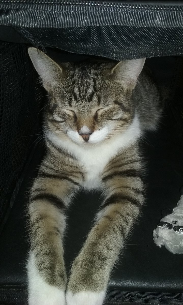 MadamSarcastra's tweet photo. Better get used to MANY more cat photos here.... ๐
Two more, comin' at ya! #NappingCats
#HanSolo (L) loungin' like a sphinx....
#ObiWan (R) prefers the blue pillow....
#CatsOfTwitter #HanAndObi #RescueCats #RescueIsMyFavouriteBreed #AdoptDontShop #NewFam #SleepyKitties https://t.co/xWTiH7DZVp