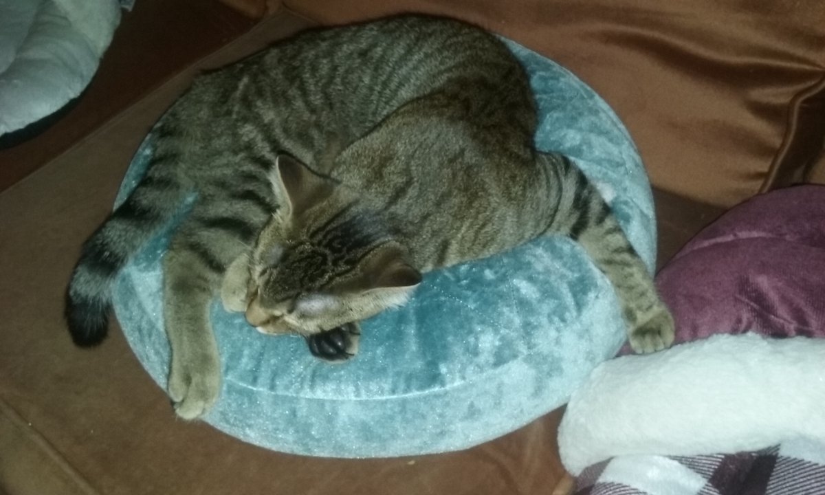 MadamSarcastra's tweet photo. Better get used to MANY more cat photos here.... ๐
Two more, comin' at ya! #NappingCats
#HanSolo (L) loungin' like a sphinx....
#ObiWan (R) prefers the blue pillow....
#CatsOfTwitter #HanAndObi #RescueCats #RescueIsMyFavouriteBreed #AdoptDontShop #NewFam #SleepyKitties https://t.co/xWTiH7DZVp