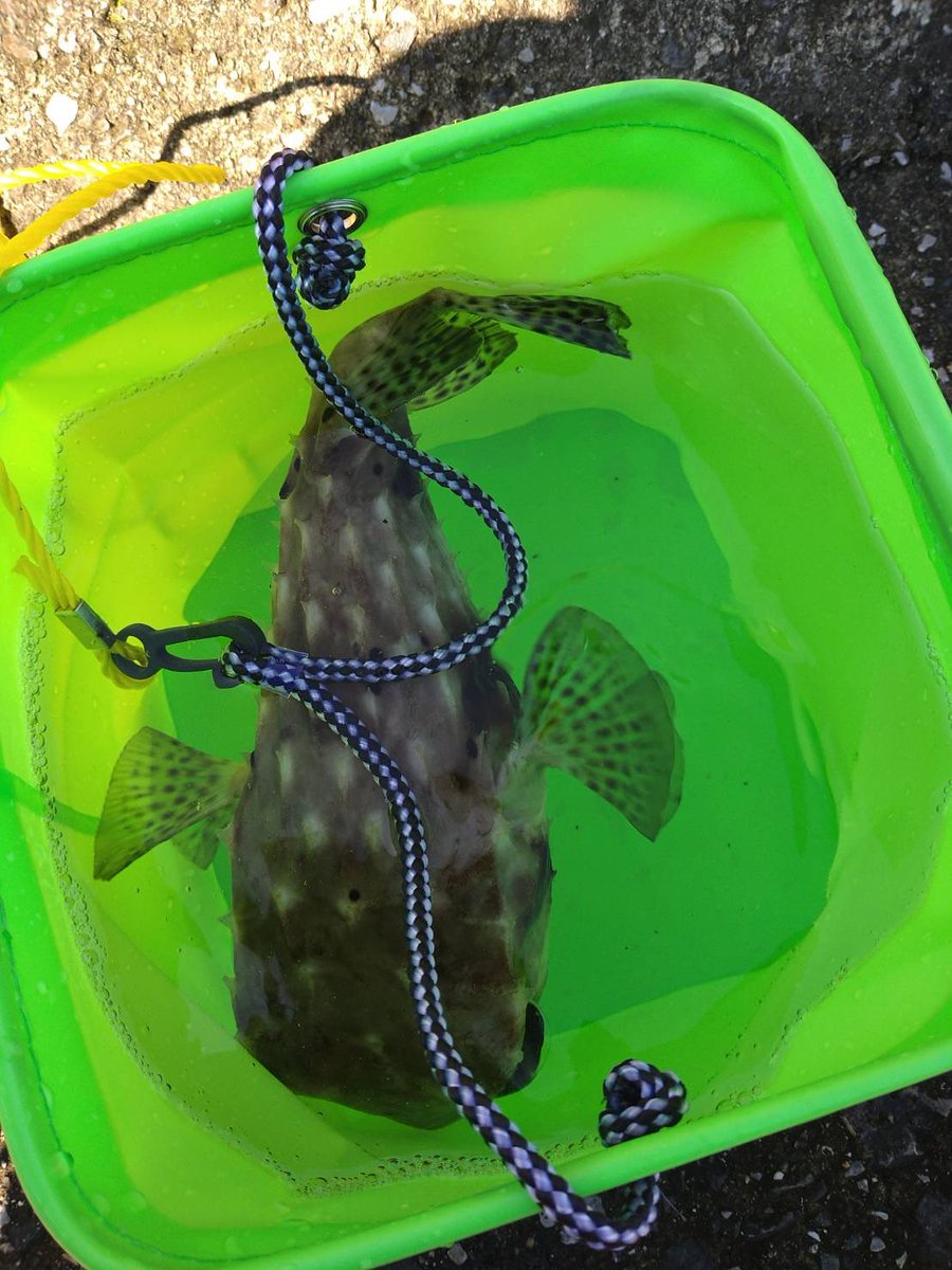 やっとできたーーー！！！ 友人が釣ってきたイシガキフグの全身骨格