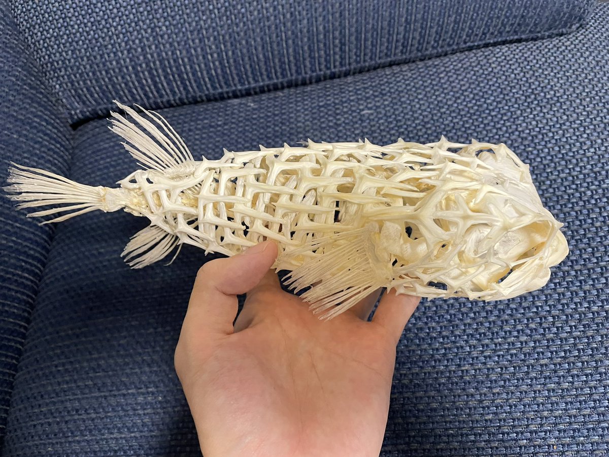 イシガキフグ 全身骨格 やっとできたーーー！！！ 友人が釣ってきたイシガキフグの全身骨格