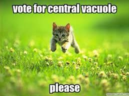 thecelldepot_'s tweet photo. This kitten wouldn’t be able to frolic in a field of flowers like it is now without me, because all the flowers would die of dehydration. So do what meme says and #votecentralvacuole https://t.co/WPCBVL0aiU