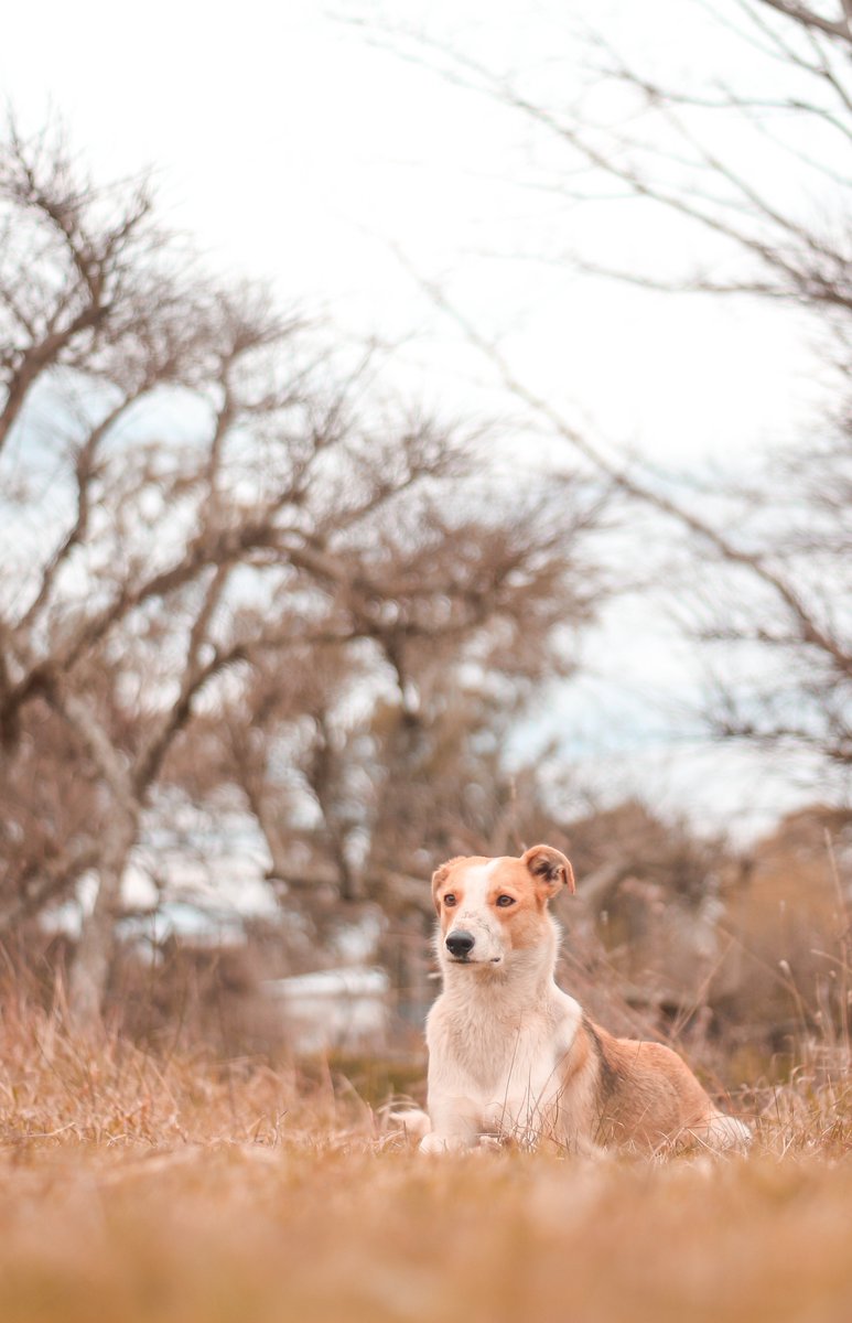 Clickinstant1's tweet photo. 🐶🍂 https://t.co/mDTLlQSNq6