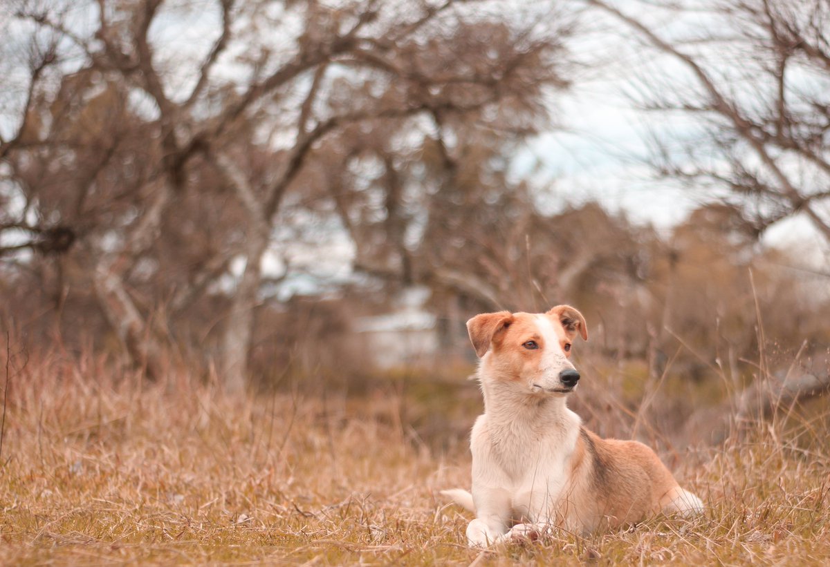 Clickinstant1's tweet photo. 🐶🍂 https://t.co/mDTLlQSNq6