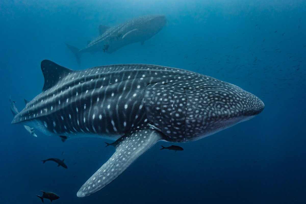 Leonardo DiCaprio (@leodicaprio) on Twitter photo Congratulations to Ecuadorian President <a href="/LassoGuillermo/">Guillermo Lasso</a> on the creation of a new 23,166-square-mile Marine Protected Area near the Galápagos and the new debt swap to help manage it, announced today at #COP26. (📷: <a href="/shawnheinrichs/">Shawn Heinrichs</a>) Congratulations to Ecuadorian President <a href="/LassoGuillermo/">Guillermo Lasso</a> on the creation of a new 23,166-square-mile Marine Protected Area near the Galápagos and the new debt swap to help manage it, announced today at #COP26. (📷: <a href="/shawnheinrichs/">Shawn Heinrichs</a>)