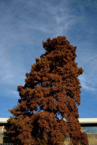 TottenhamTrees's tweet photo. For November we are celebrating two of our most unusual #HaringeyFavouriteTrees , both currently looking glorious in their autumnal hues: the Swamp Cypress by #MarcusGarveyLibrary & the Kentucky Coffee Tree in #DownhillsPark https://t.co/hTF9NjYWIm