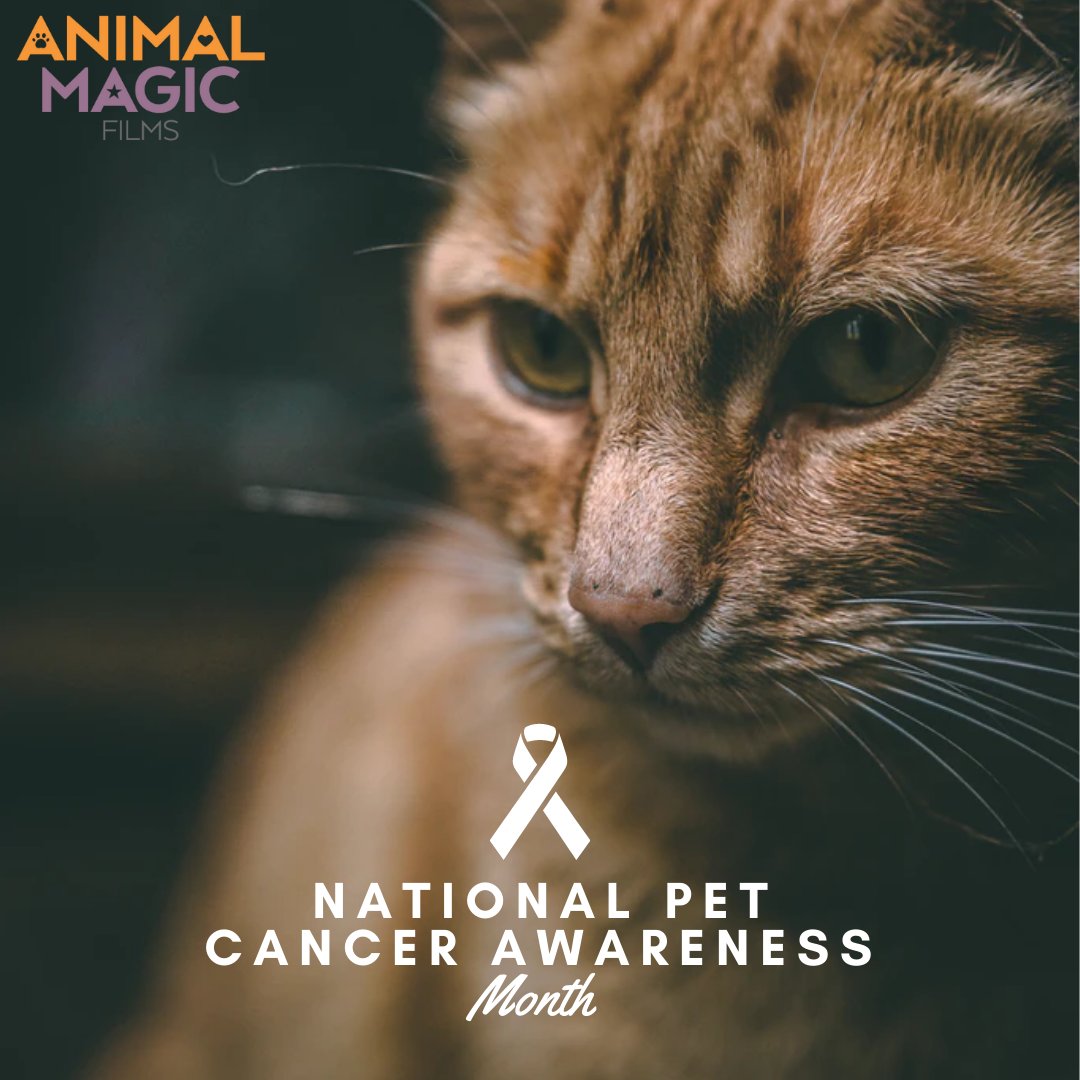 November is National Pet Cancer Awareness Month & we want to remind everyone just how much cancer sucks. We have experienced it firsthand. If you’ve fought alongside a companion pet battling cancer, share your experience with us & help inspire other pet parents to #curepetcancer.