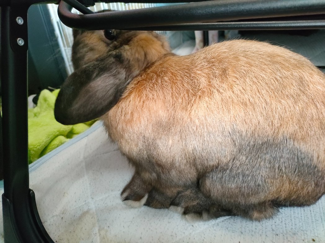 HagimaroLove's tweet photo. ポタチョ〜
#うさぎ好きさんと繋がりたい
#うさぎ
#うさぎのいる生活
#Potacho #bunniesworldwide #bunny #rabbit #bunnies #bunniesoftheworld #bunniesofig #rabbits #rabbitlife #rabbitlove #cute #animal #pet #rabbitloversclub #lopear #instarabbits #bunnylife #cutebunny #bunnyoftheday https://t.co/oUuSX86Jxq