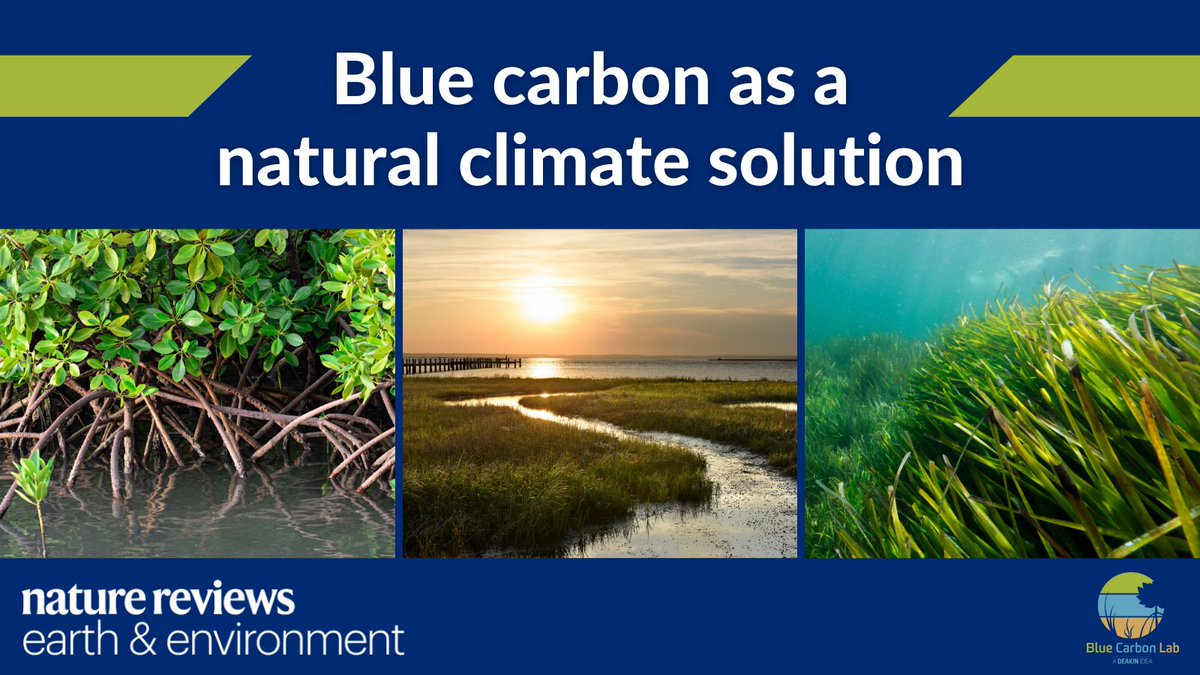 BlueCarbonLab's tweet image. As #COP26 gets underway, we know that #bluecarbon can play a critical role in #climate mitigation, with the potential to draw down ~3% of global emissions.

Our new paper outlines how we can get there, because #OceanAction is #ClimateAction.

nature.com/articles/s4301…