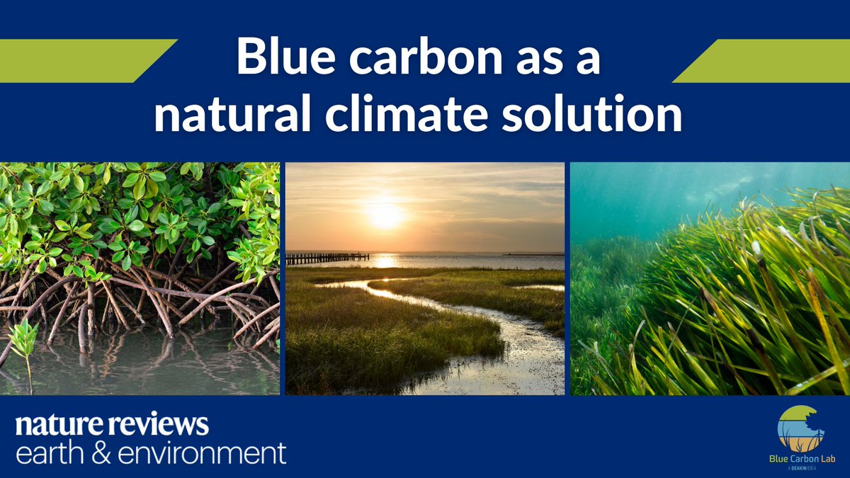 As #COP26 gets underway, we know that #bluecarbon can play a critical role in #climate mitigation, with the potential to draw down ~3% of global emissions. Our new paper outlines how we can get there, because #OceanAction is #ClimateAction. nature.com/articles/s4301…