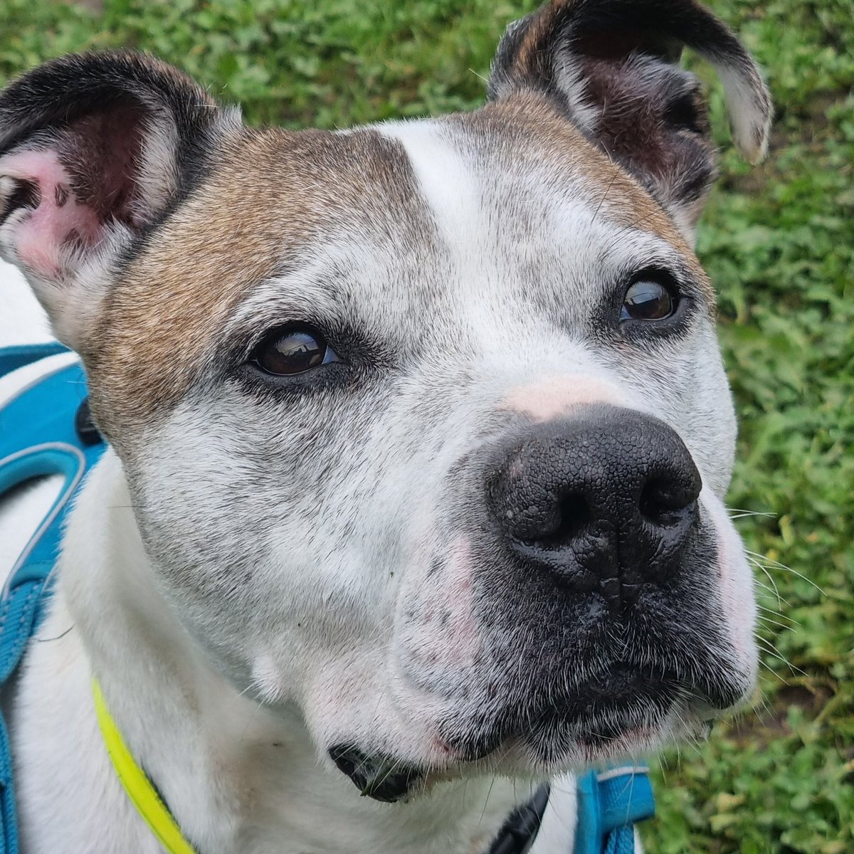 SeniorStaffy's tweet photo. #NewProfilePic 
Benji is on the lookout for his pawfect furever home ❤ https://t.co/Nf1cUzls0u
#seniorstaffy #TeamZay #RescueIsMyFavouriteBreed 🙏❤ https://t.co/aDRPWXV2Ka